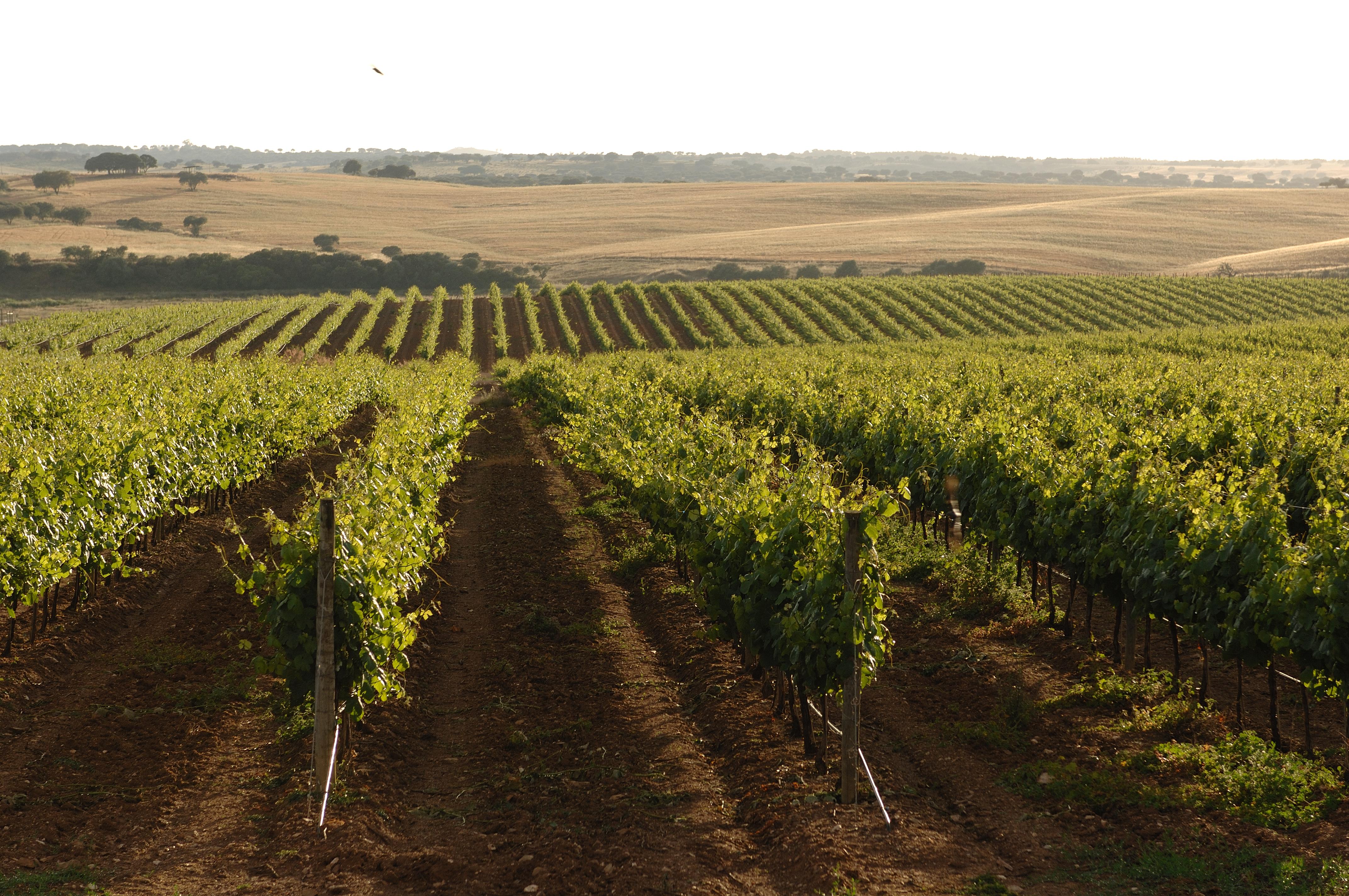 Отель Vila Gale Alentejo Vineyard - Clube De Campo Алберноа Экстерьер фото